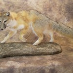 swift kit fox mount
