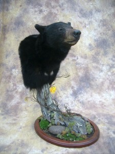 Idaho bear pedestal mount
