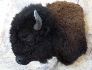 Kansas buffalo shoulder mount