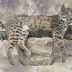 bobcat taxidermy on a limb with rock
