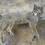 bobcat on a limb taxidermy