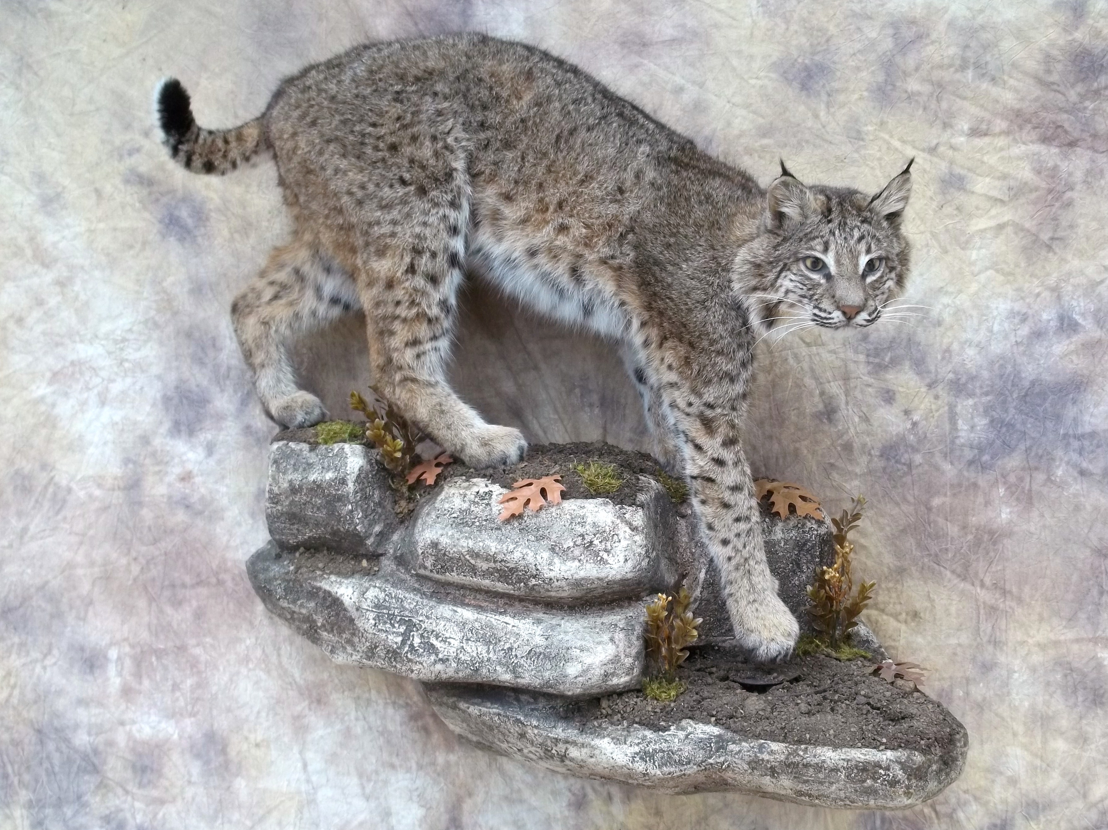 bobcat taxidermy mount coming down a rock