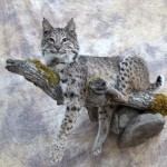 bobcat laying on a limb mount