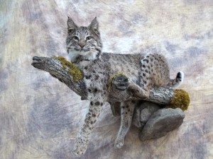 lifesize bobcat on a limb taxidermy mount