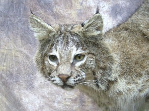 oklahoma bobcat taxidermy mount close up