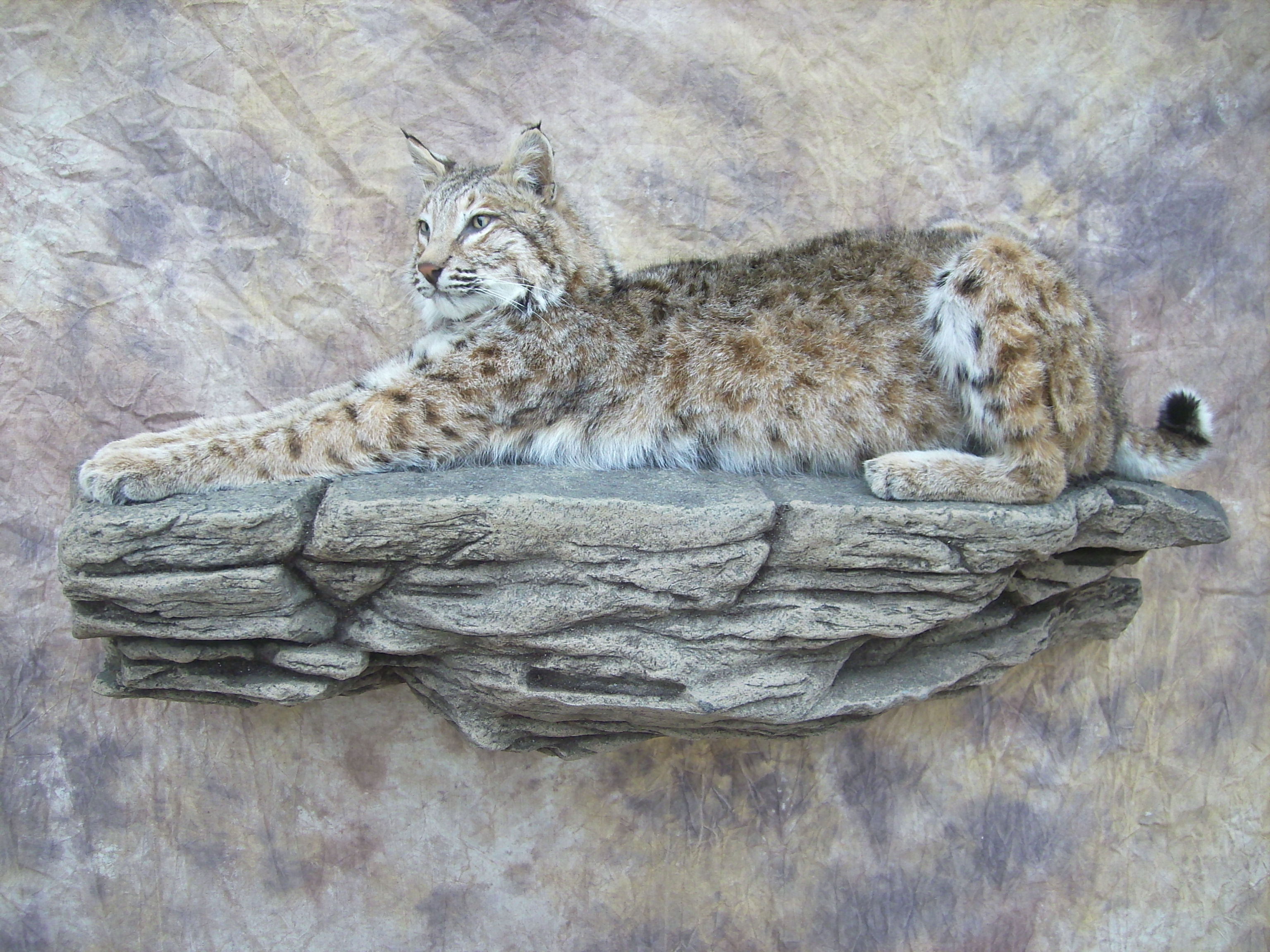 bobcat mount on a rock ledge