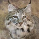 colorado bobcat mount close up