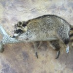 raccoon taxidermy
