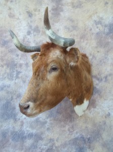 longhorn cow taxidermy mount