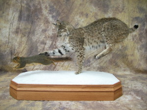 bobcat chasing a fox squirrel mount