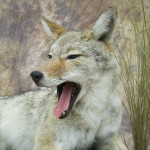 yawning coyote mount close up