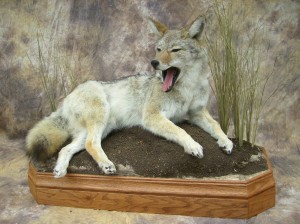yawning coyote mount
