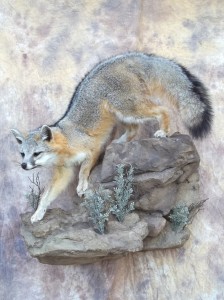 grey fox mount
