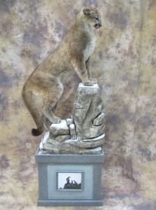 Idaho lifesize cougar mount