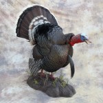 nebraska merriams gobbling turkey taxidermy mount