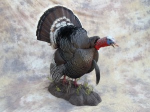 nebraska merriams gobbling turkey taxidermy mount