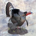 nebraska merriams gobbling turkey taxidermy mount 3