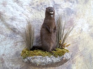 standing lifesize mink mount