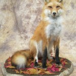 sitting red fox taxidermy