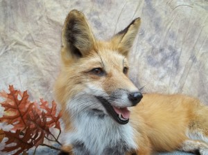 red fox mount