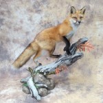 red fox on log mount