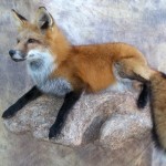 red fox taxidermy on a rock