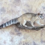 rintail cat mount