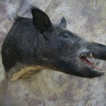 Oklahoma wild boar hog mount