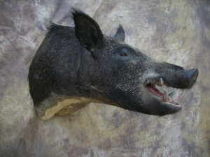 Oklahoma wild boar hog mount
