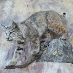 big wyoming bobcat taxidermy mount
