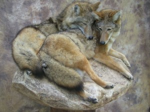 coyote mount