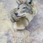 coyote shoulder pedestal mount