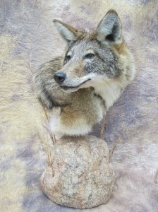 coyote shoulder pedestal mount