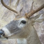 close up early season kansas whitetail deer taxidermy