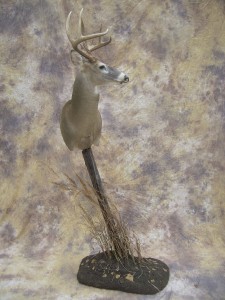 early season kansas whitetail taxidermy pedestal