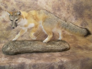swift fox lifesize mount