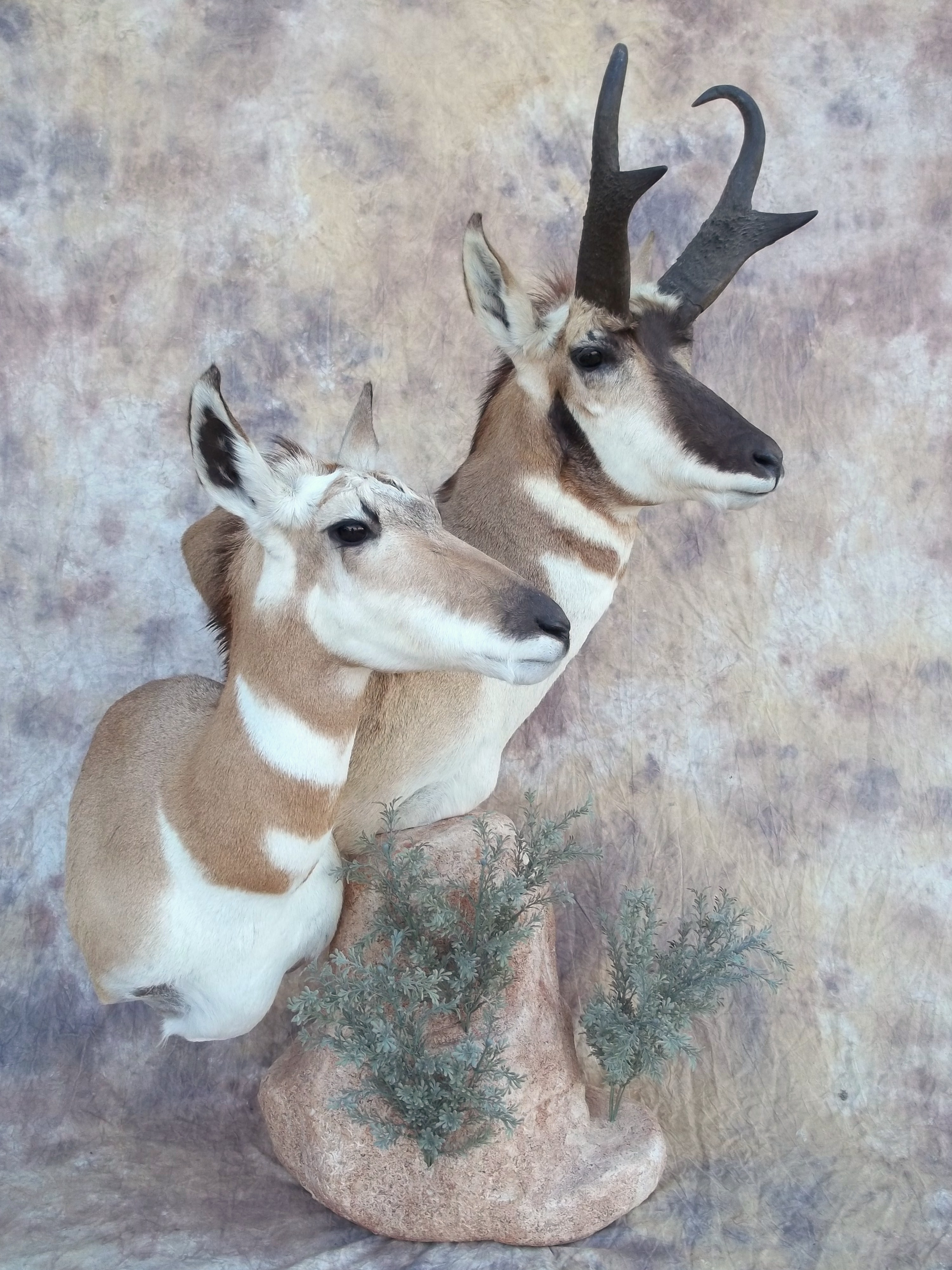 Wyoming doe Idaho buck antelope pedestal mount taxidermy