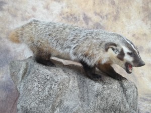 kansas lifesize badger mount