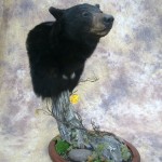 Idaho black bear shoulder pedestal