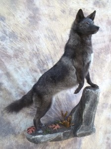 lifesize black coyote taxidermy mount