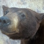 close up chocolat black bear mount
