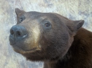 close up chocolat black bear mount