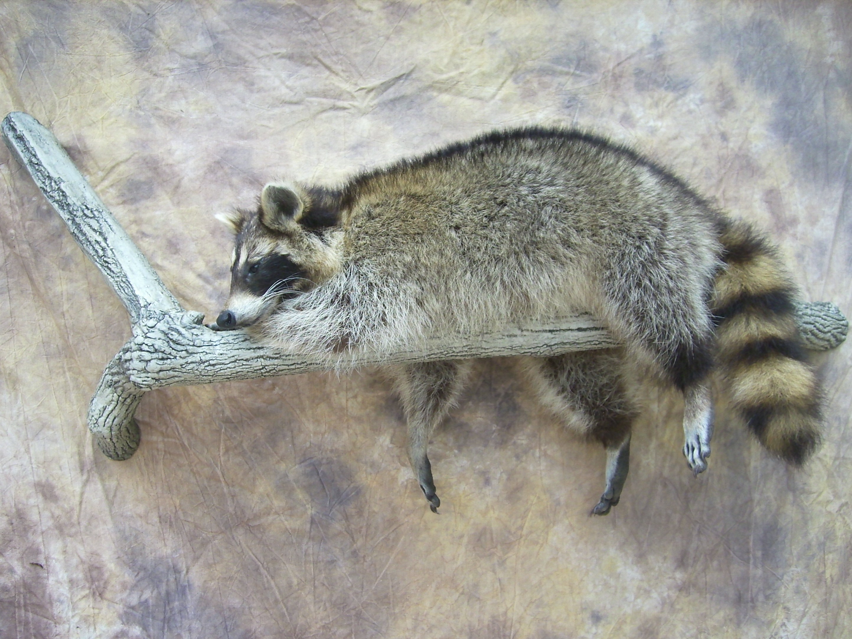 raccoon lifesize mount