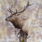 Wyoming elk pedestal mount taxidermy