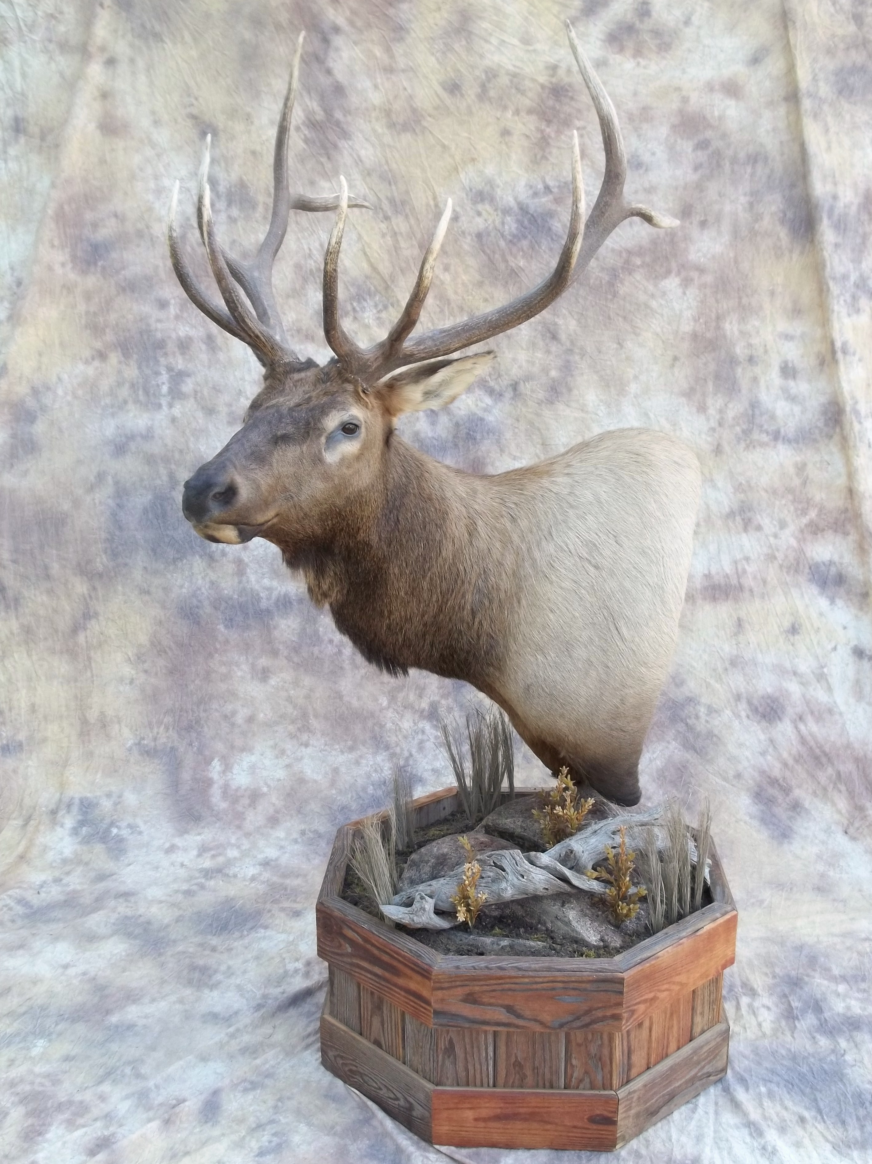 Colorado 5x5 elk full pedestal taxidermy mount
