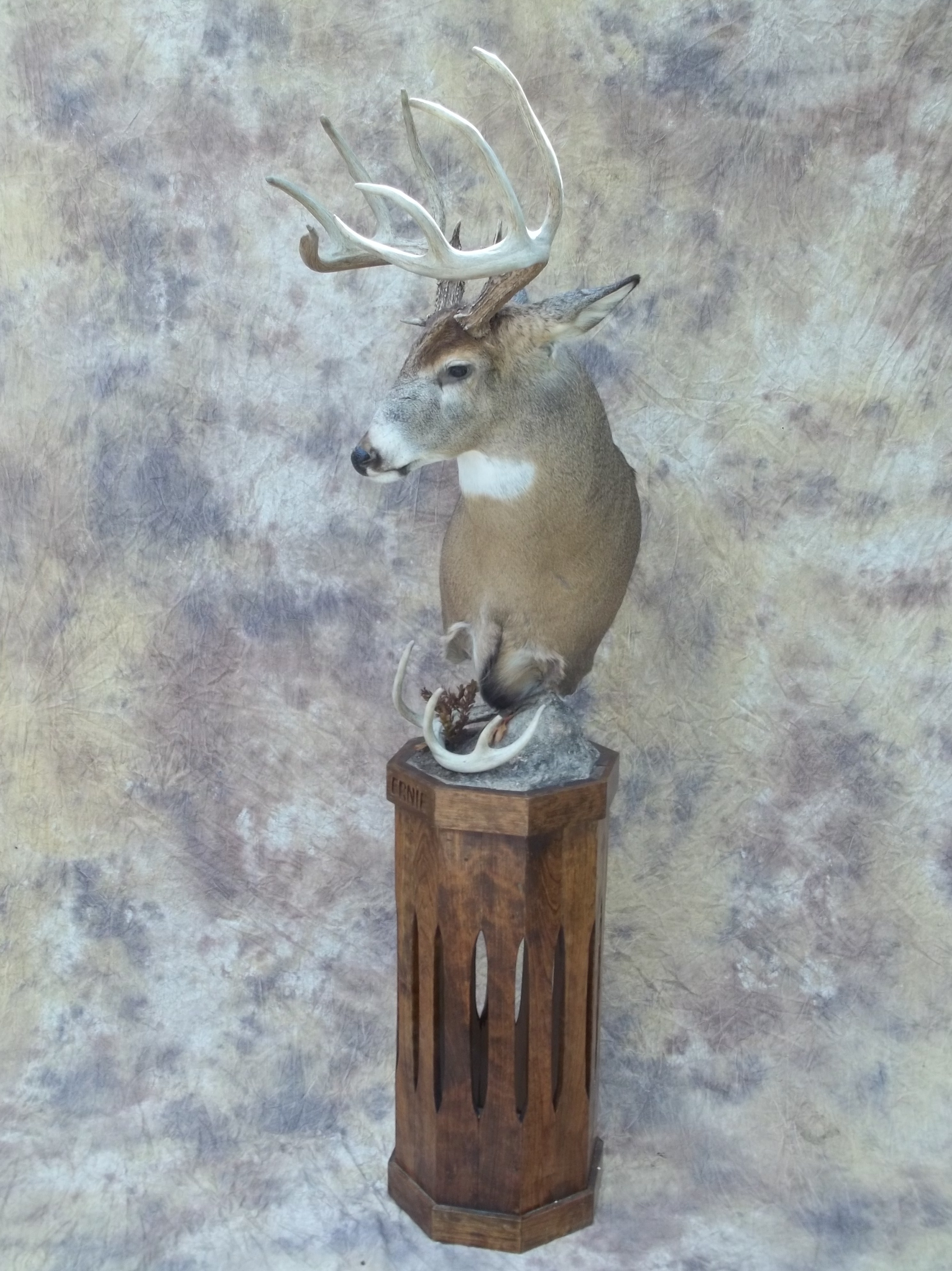 white tail deer full pedestal mount