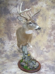 kansas whitetail deer table top pedestal mount