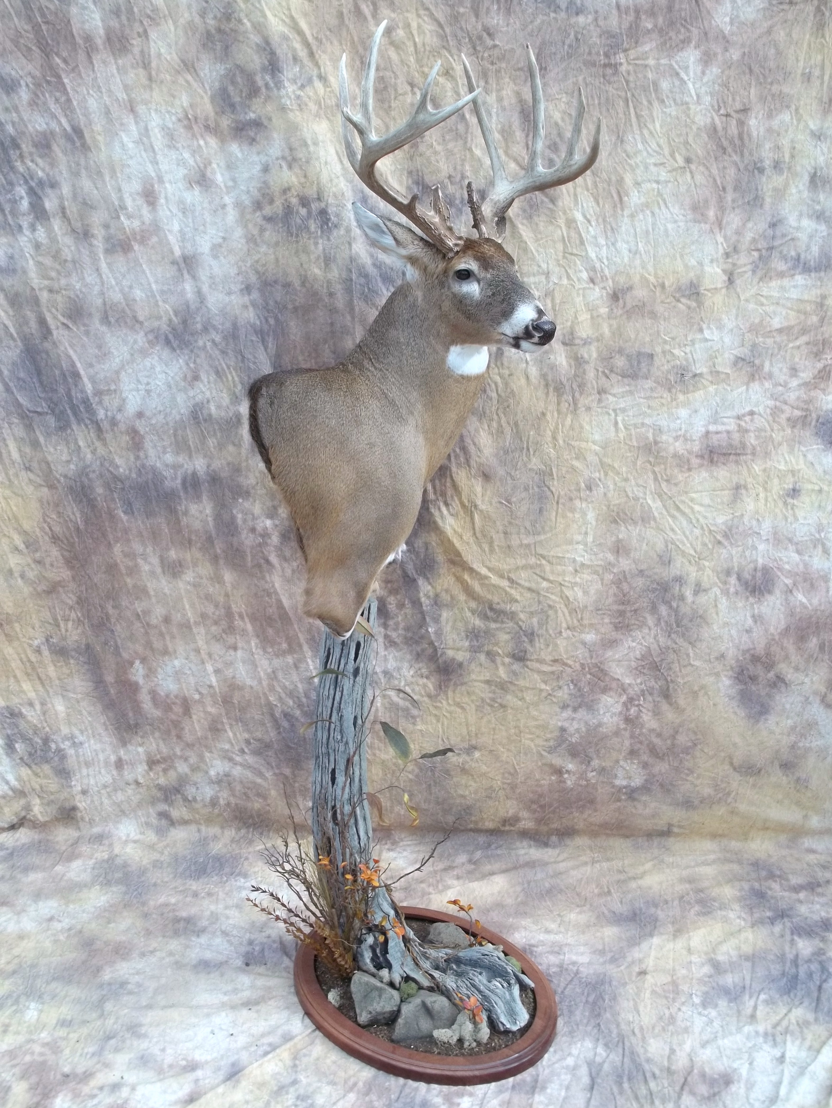 bow killed big kansas whitetail deer taxidermy full pedestal