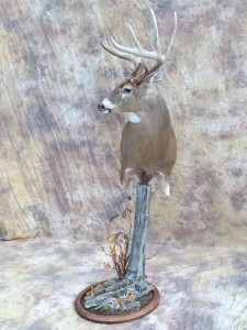 bowkilled big kansas whitetail deer pedestal mount
