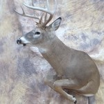 half lifesize whitetail deer taxidermy mount